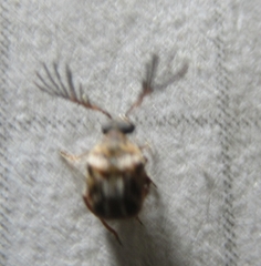 Megacerus cubiculus