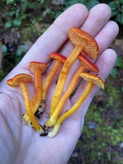 Hygrocybe marchii