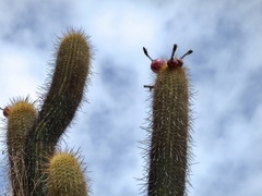 Haageocereus pseudomelanostele