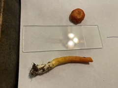 Hygrocybe marchii