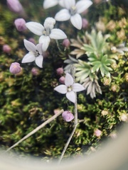 Arcytophyllum filiforme