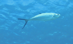 Scomberoides lysan
