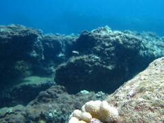 Plagiotremus goslinei