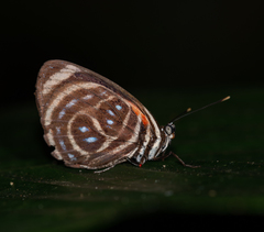 Catagramma pygas thamyras