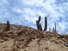 Haageocereus pseudomelanostele