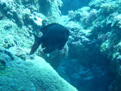 Priacanthus meeki