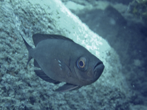 Priacanthus meeki observed 2021-07-11