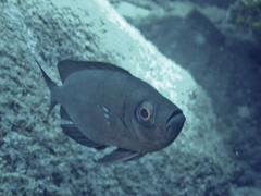 Priacanthus meeki