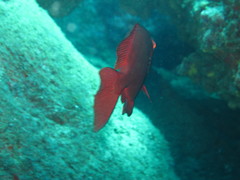 Priacanthus meeki