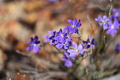 Dampiera oligophylla