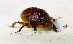 Eucanthus lazarus