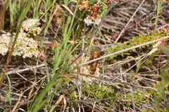 Polistes dorsalis californicus