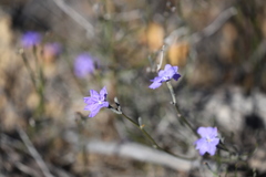 Dampiera oligophylla