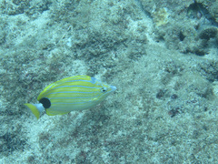 Chaetodon fremblii
