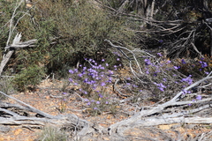 Dampiera oligophylla