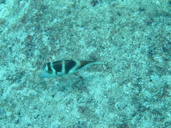 Canthigaster coronata