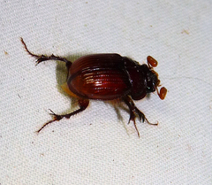 Eucanthus lazarus
