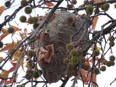 Dolichovespula maculata