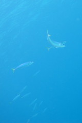 Decapterus macarellus