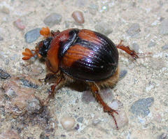 Bolbocerosoma farctum