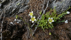Saxifraga aspera