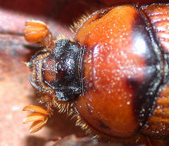 Bolbocerosoma farctum