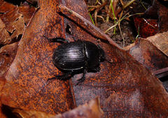 Geotrupes blackburnii