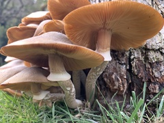 Armillaria mellea