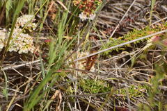 Polistes dorsalis californicus
