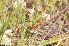 Polistes dorsalis californicus
