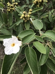 Cordia boissieri
