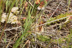 Polistes dorsalis californicus
