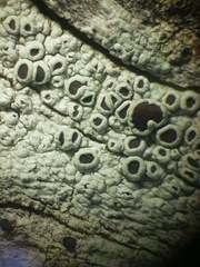 Lecanora argentata