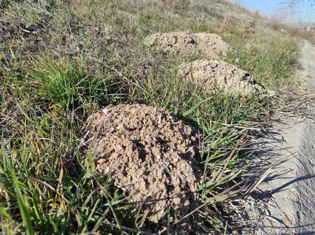 Mediterranean Pine Vole