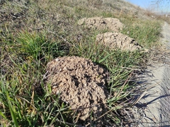 Microtus duodecimcostatus