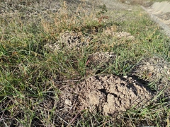 Microtus duodecimcostatus