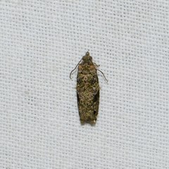Proteoteras implicata