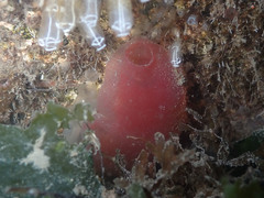 Ascidia mentula