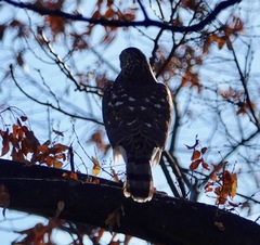 Accipiter cooperii