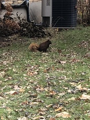 Sciurus carolinensis