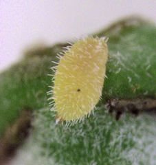 Eriococcus pohutukawa