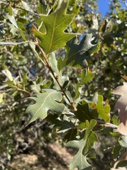 Quercus × jolonensis