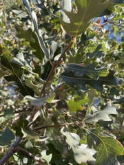 Quercus × jolonensis