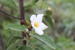 Cordia boissieri