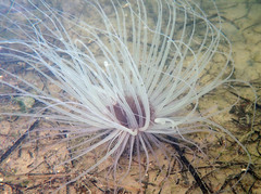 Pachycerianthus solitarius