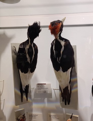 Campephilus principalis