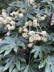 Fatsia japonica