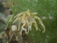 Paranemonia cinerea