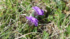 Primula glutinosa