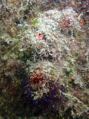 Pyura dura